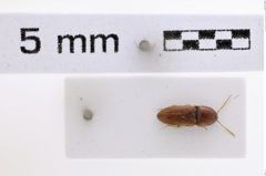 Foto (Dorsalansicht) von Drasterius sabatinellii (Platia, 2015) (NHMW-ZOO-COL-0008022)
